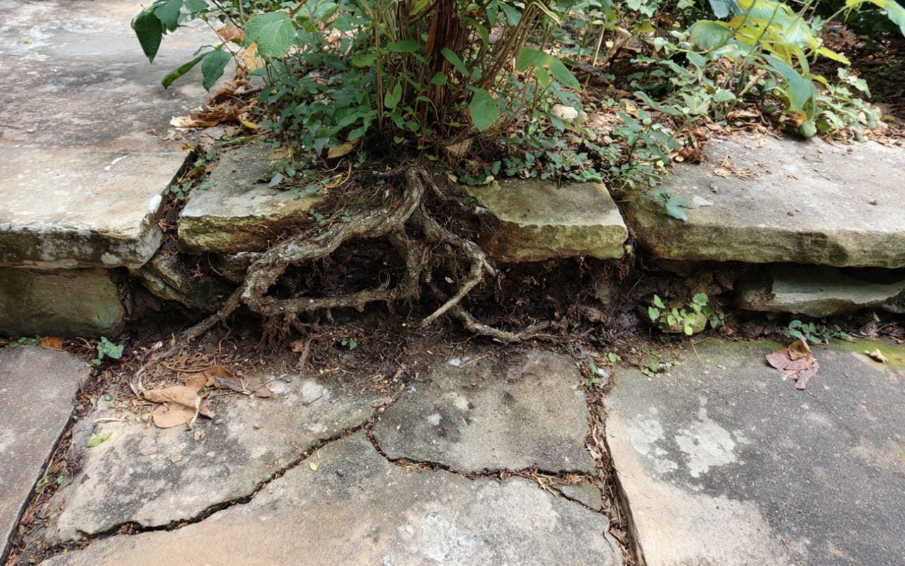 Root-heave clues  in Blue Springs patio signs to prevent hardscaping damage