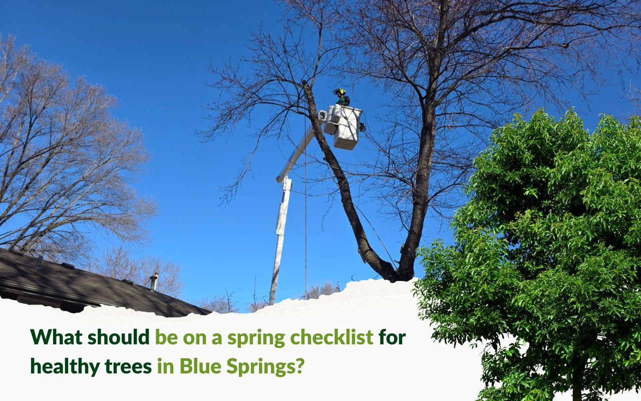 Early-spring pruning sequence in a Blue Springs spring tree care checklist