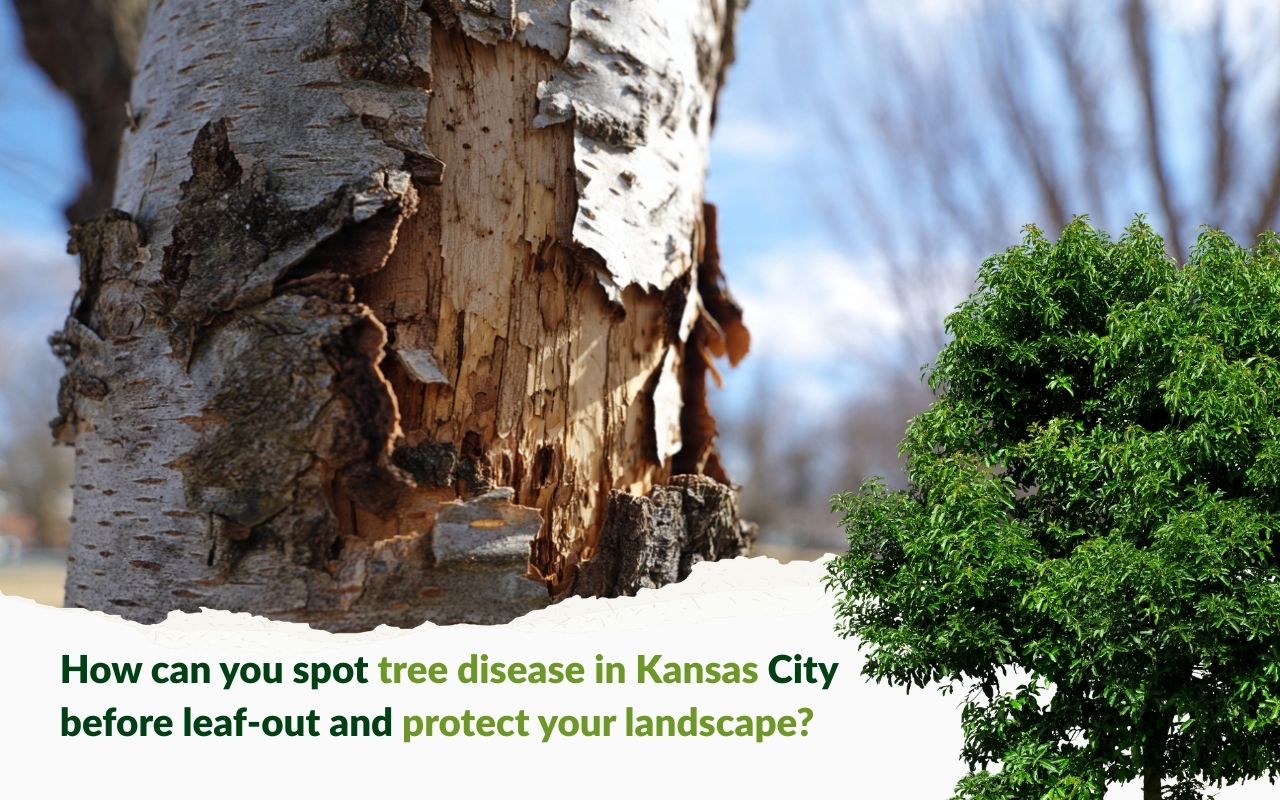 Kansas City spotting tree disease before leaf-out by checking bark damage