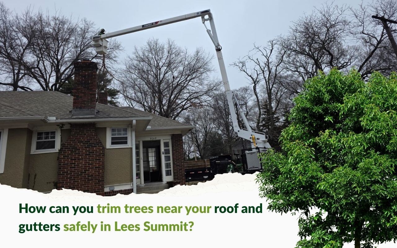Safe clearance over shingles during Lee's Summit safe trimming near roofs & gutters