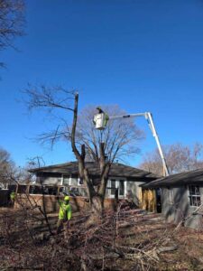 Perezlandscape gallery 06 03 2026 11