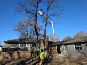 Perezlandscape gallery 06 03 2026 14