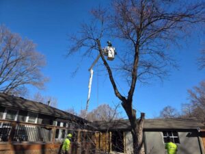 Perezlandscape gallery 06 03 2026 2