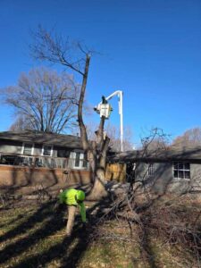 Perezlandscape gallery 06 03 2026 4