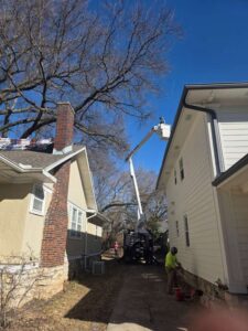 Perezlandscape gallery 06 03 2026 8