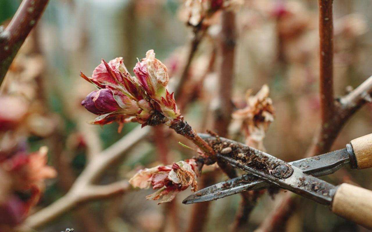 Post-bloom vs dormant cuts guide for flowering trees and shrubs