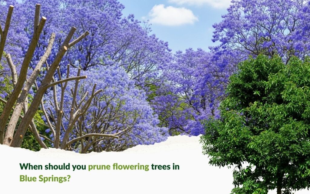Blue Spring Tree Blue Springs flowering trees: trim at the right time