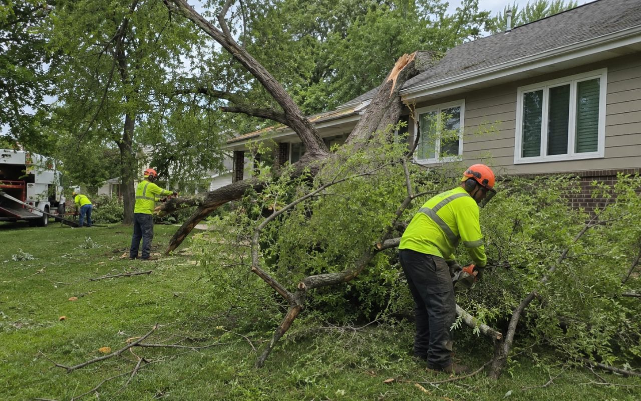 Olathe storm cleanup tips for damaged trees during safe inspection