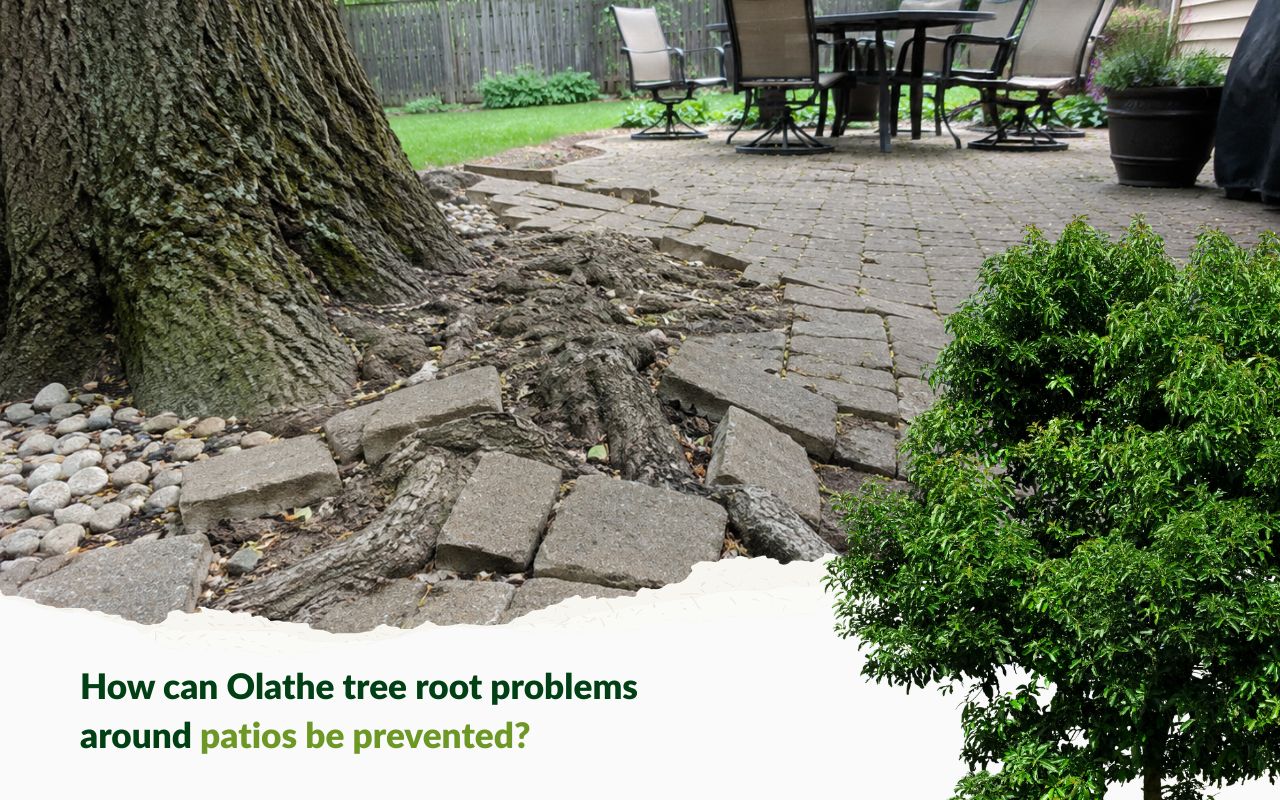 Olathe tree root problems around patios lifting nearby pavers