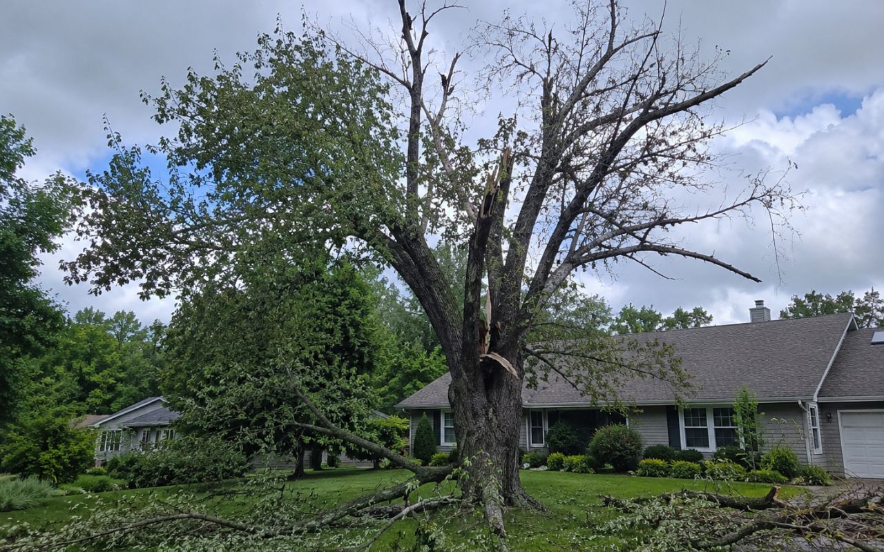 Pruning stressed branches during Olathe tree trimming for healthier summer growth