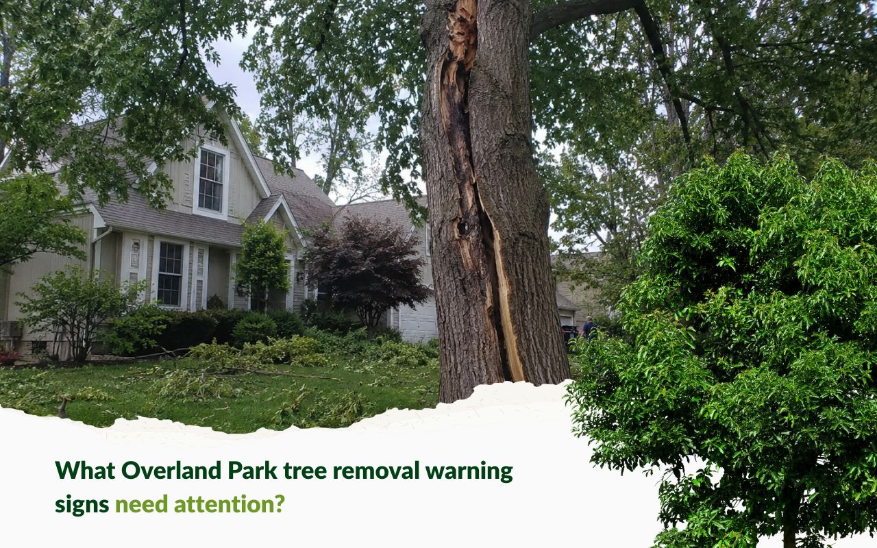 Overland Park tree removal warning signs showing a cracked trunk after storm damage