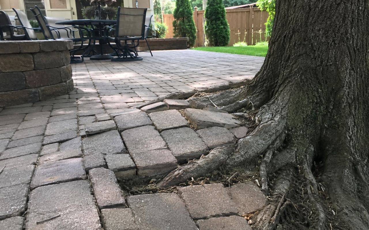Raised patio pavers caused by Olathe tree root problems around patios