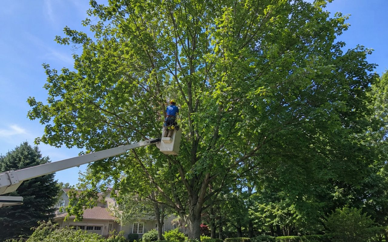 Tree trimming service in Olathe KS supporting healthier summer growth