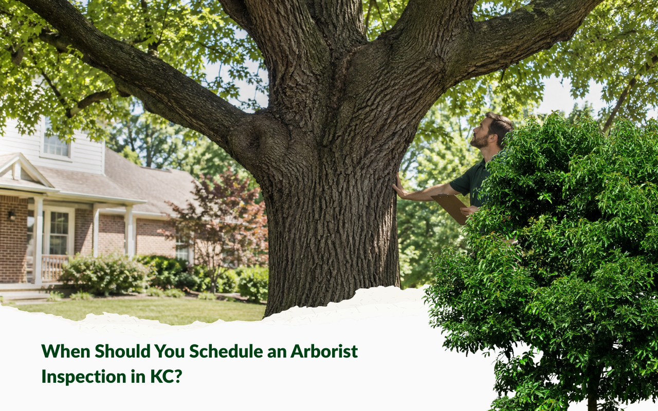 Arborist inspection in KC checking tree health and structure