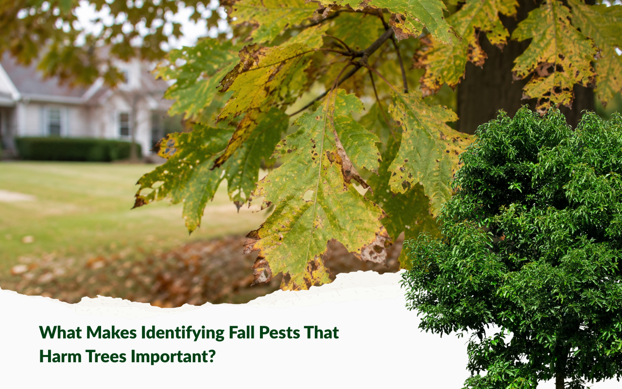 Identifying Fall Pests That Harm Trees through leaf damage and early warning signs