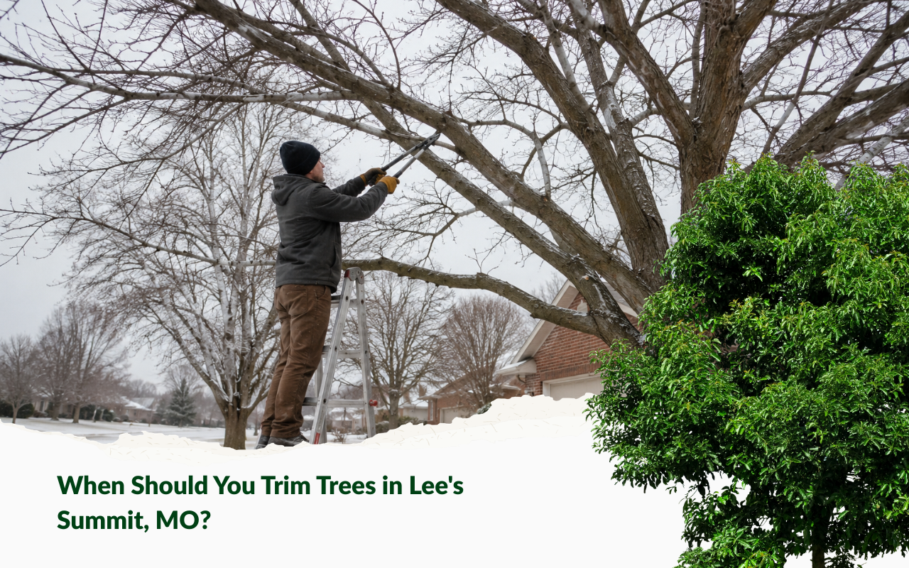 When to trim trees in Lee's Summit, MO during winter dormancy