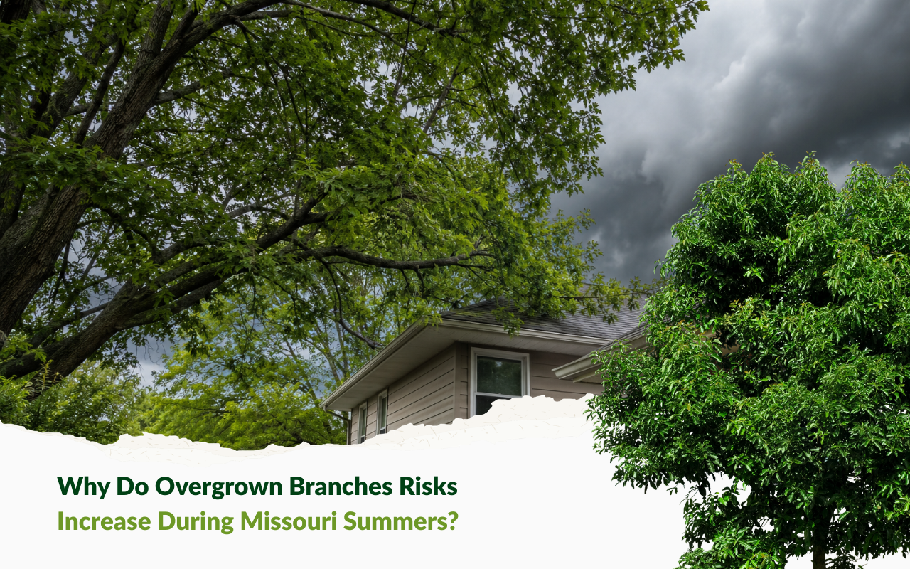 vergrown branches risks near a Kansas City home before summer storms