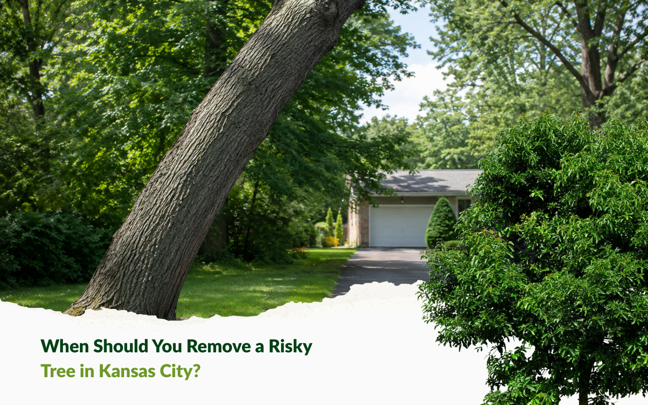 tree risk assessment after Kansas City storm damage