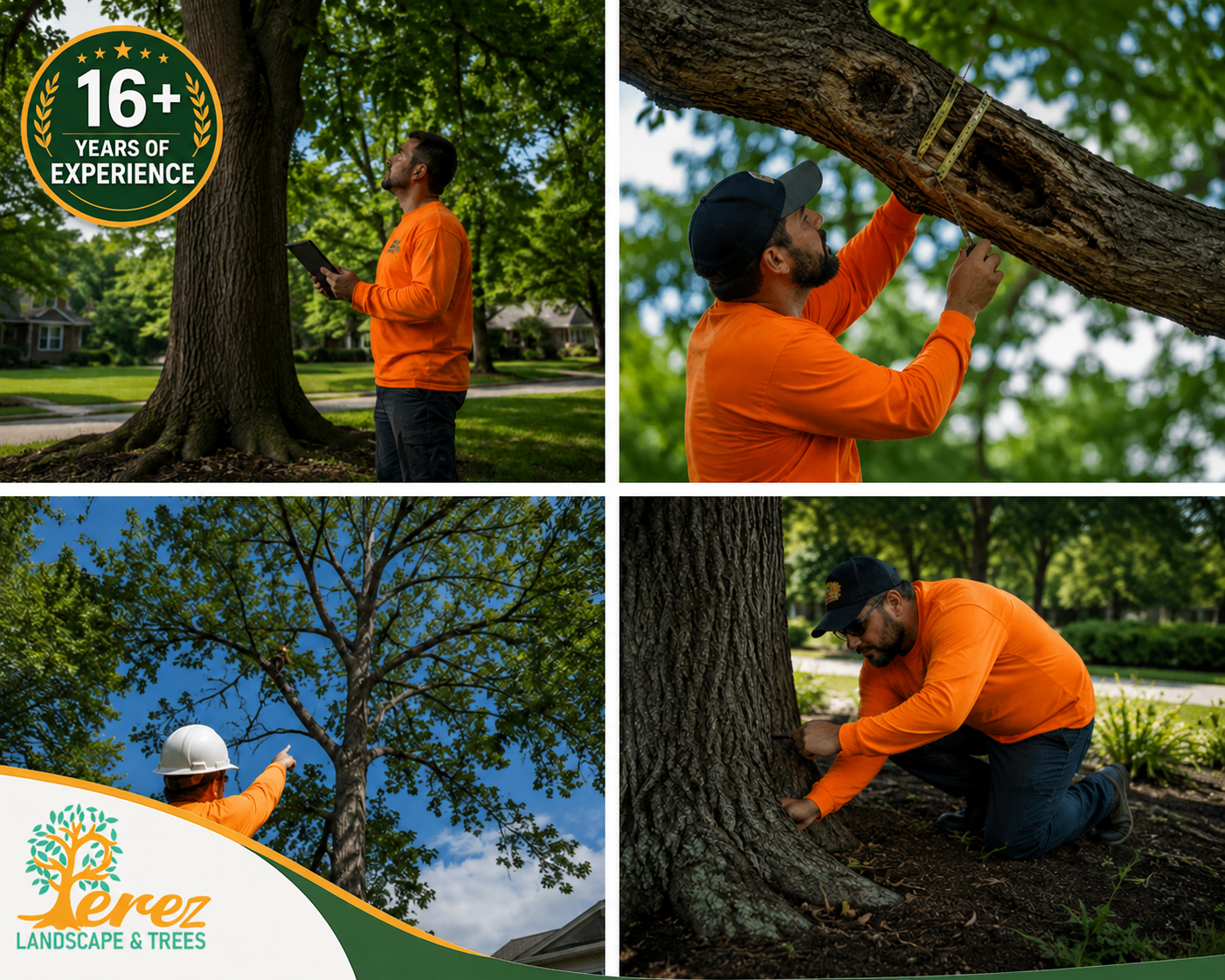 Perez Landscape and Trees arborist inspection in KC showing tree health checks, branch review, root inspection, and 16+ years of experience badge.