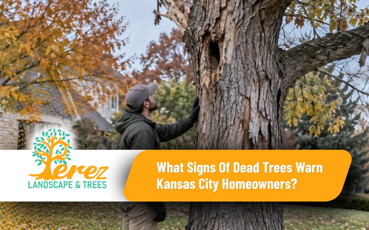 Signs of dead trees in a Kansas City yard before winter
