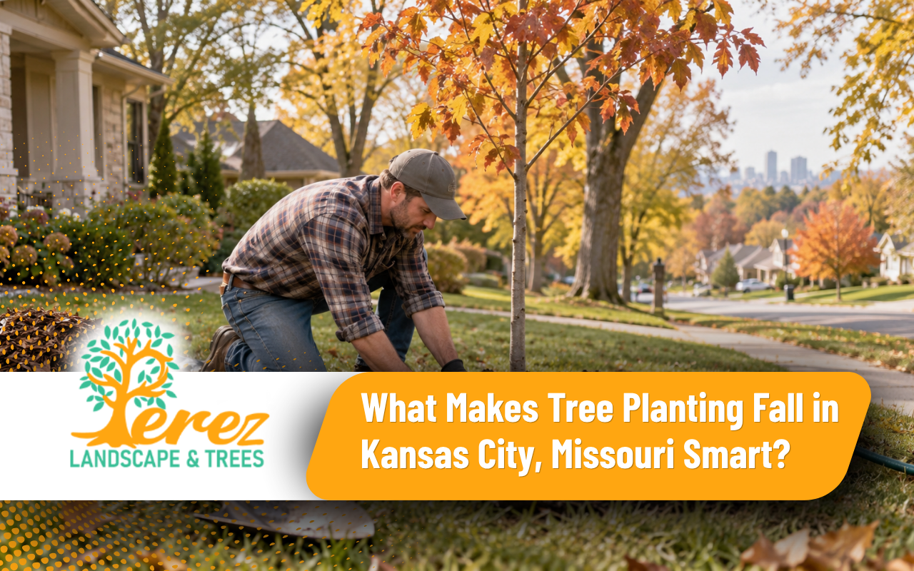 tree planting fall in Kansas City, Missouri with a young tree in a residential yard