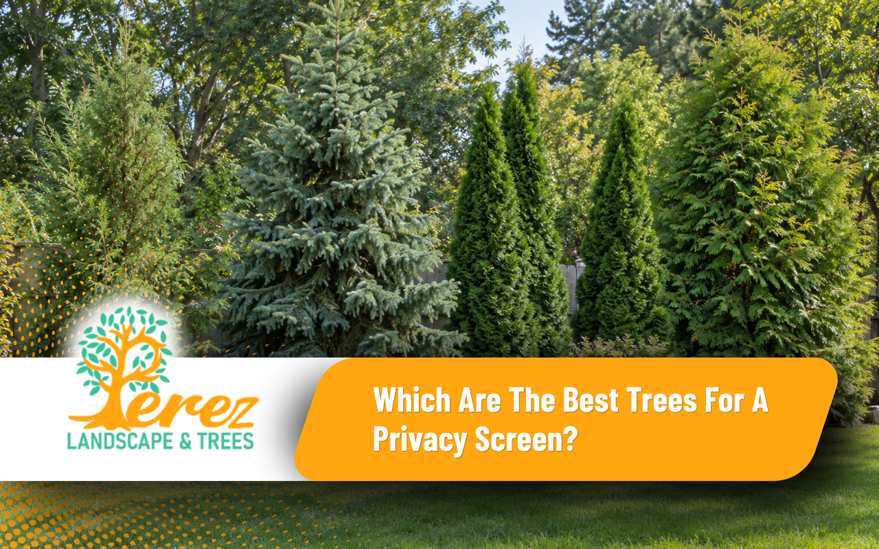 Comparison of eastern redcedar, Norway spruce, arborvitae cultivars, and mixed screens